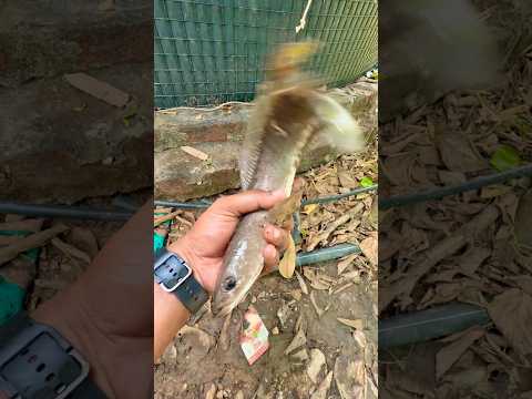 Unbelievable Beautiful Fish 😍 | Underwater Magic ! #facts #knoweledgefacts #fishspecies