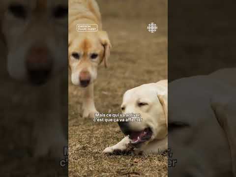 Resserrer la frontière aux animaux