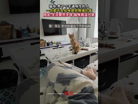 無関心な飼い主に寄りそう猫の意外な姿と魅力 サムネイル