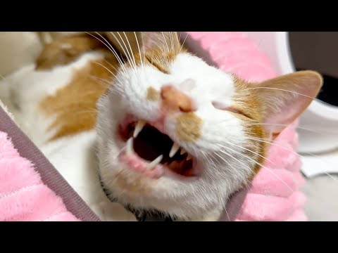眠気が限界な猫に話しかけ続けるとこうなります。