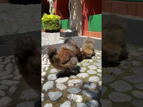 Silkies o Gallinas Japonesas. Maravilla de la Creación