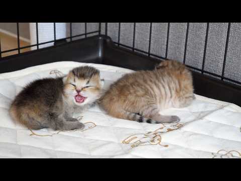 Even while drinking milk, the adorable mother cat rushes over whenever her kitten meows...
