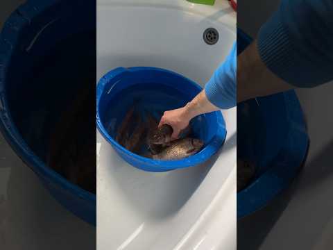 Дал рыбе вторую жизнь