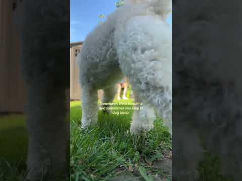 When you try and film a calm, pretty video, and your dogs quickly humble you.