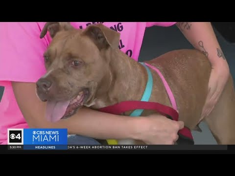South Florida animal rescue gives new life to emaciated dog found with gunshot wound
