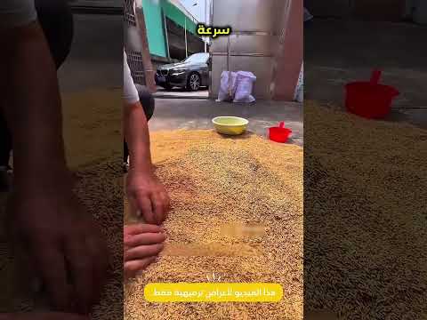 شاف شيء غريب يتحرك داخل القمح 😨 #shorts #shortvideo #shortsfeed