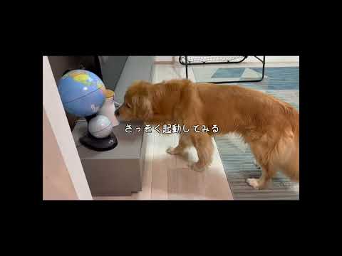 おやつが飛び出すペットカメラが、愛犬にクリティカルヒットだったw#ファーボ  #ペットカメラ #見守りカメラ #Furbo