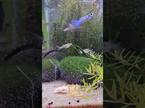 Blue Moscow Guppies for Skipper's Auction #guppy#b 