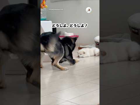 猫の動画サムネイル - 犬もキュートアグレッション出るんだ🤭｜PECO