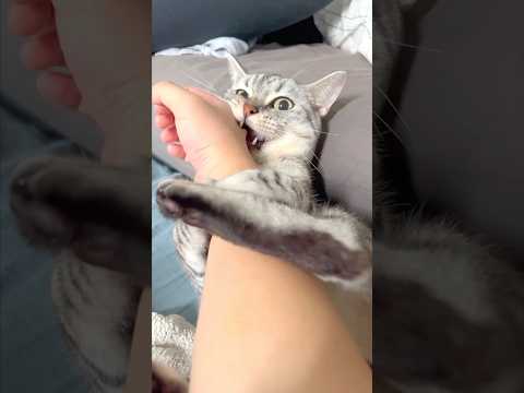 猫の動画サムネイル - 猫に愛されすぎて会社に行けない... #shorts #猫 #cat