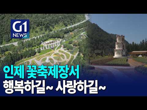 [G1뉴스]인제에서 꽃길만 걷자..가을꽃 축제 시작