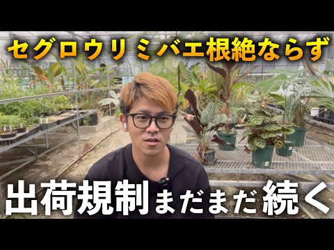 沖縄県の緊急防除「出荷規制」が2027年3月まで延長について解説します【セグロウリミバエ】