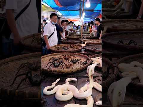 #animals white cobras sold in market