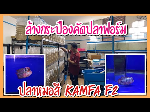 Zing’s-Day-I-ล้างกระป๋องคัดปลา Zing’s-Day-I-ล้างกระป๋องคัดปลา