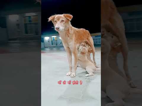 माँ तो माँ होती है #goldenretreiver #cute #dog #funnydog #funnypet #funnyanimal #love #song #funny
