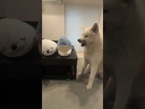#akitainu 弟のぬいぐるみが氣になる秋田犬