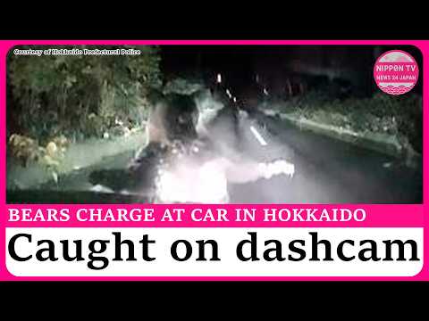 Dashcam video captures two bears repeatedly charge at car in Hokkaido