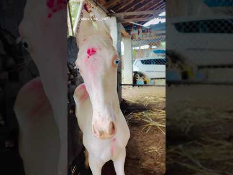 Moral❤️‍🔥 #horse #trending #moral #horsecare #new #kathiyawadi #horselove #shorts