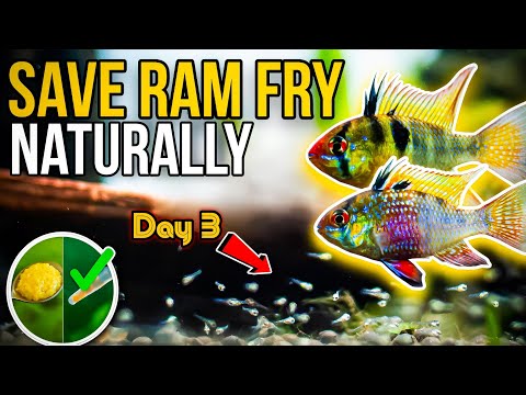 How to Raise German Blue Ram Fry Naturally | Zero  Learn how to save and raise German Blue Ram fry naturally at home—no artificial separation, no com