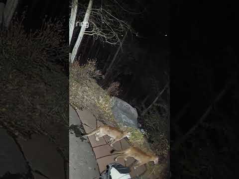 Living in an area with wildlife = checking your Ring before going outside...Jason is glad he did! 😯