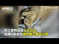 台中流浪小橘貓心跳停止 好心人一句「醒來就養你」 小貓瞬間有呼吸 | 寵物 | 浪浪