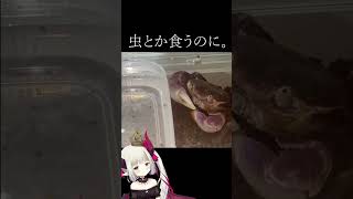 人の家族を増やしました。 #shorts 【えま★おうがすと/にじさんじ所属】