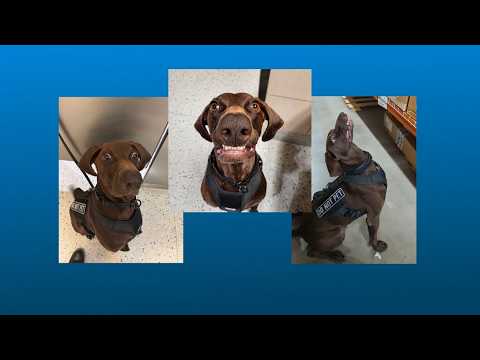 TSA's Cutest Canine 2026 - DFW's Bolt
