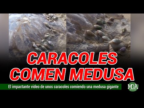 IMPACTANTE: cientos de CARACOLES se COMEN un AGUAVIVA (medusa) GIGANTE