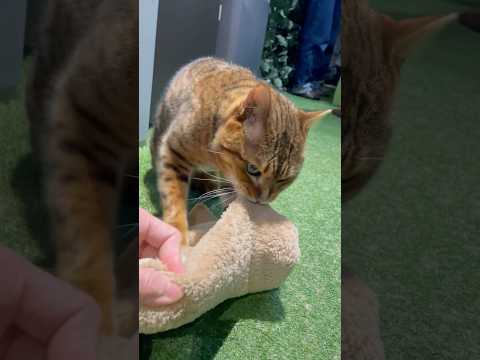 大好きなブランケットで戯れてご満悦な猫【#京都ひょう猫の森 】