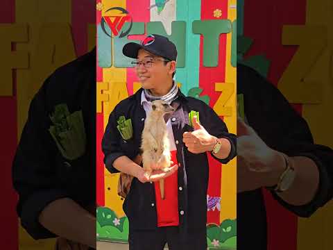 ​Meerkat Alarm System Activated! 🚨 What did they see? #kephongtran #yeudongvat #loveanimals