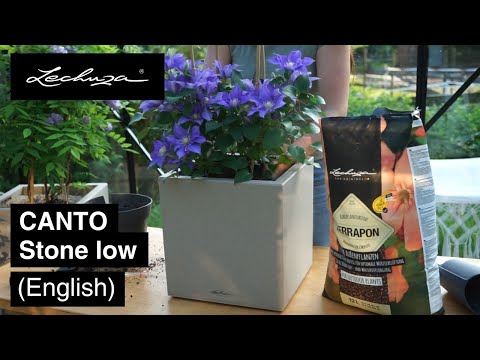 CANTO Stone low | LECHUZA | English
