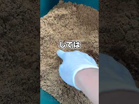 ヒラタクワガタの産卵が最悪の結果に…