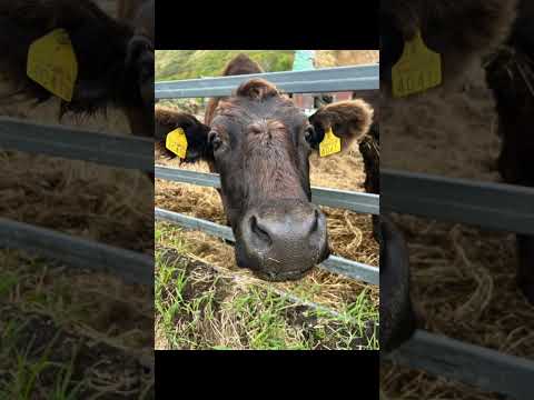 うちの子供達、今は、いないけど、かわいい子供達の思い出