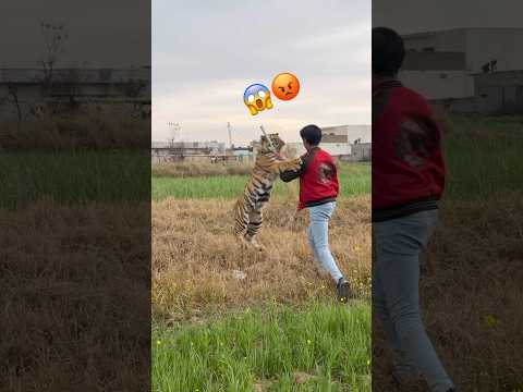 #electronicmusic #wildliferescue #wildcats #tigerspotted #bigcats #lionnation #tiger #largecats 😱