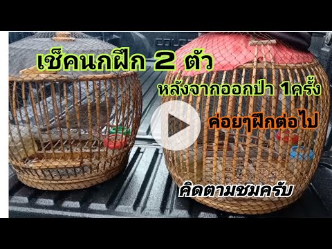 เช็คอาการนกฝึก...ที่ออกป่ามา1ค เช็คอาการนกฝึก...ที่ออกป่ามา1ค