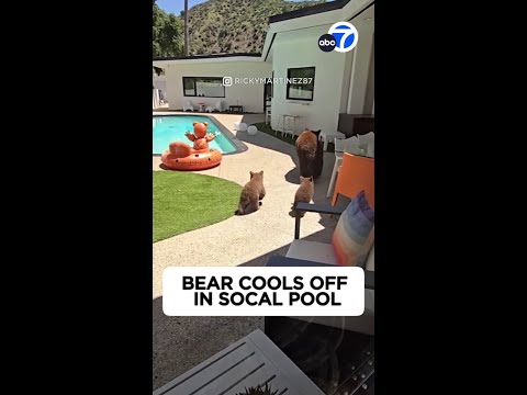Bear cools off in SoCal pool
