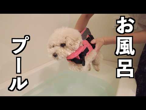 待望のお風呂プールのはずが予想と全然違うことになった【トイプードル】