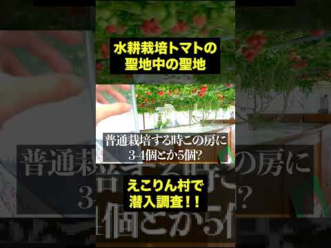 えこりん村で1本の苗から2万個のトマトを収穫！ #hydroponics #tomato