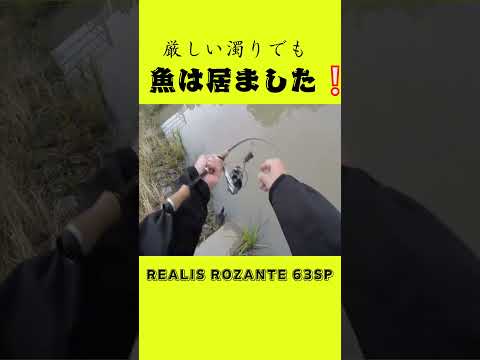 こんな日にまさか釣れるとは❕#shorts #bassfishing #バス釣り #おかっぱり #岸釣り #duo #daiwa #右巻き大好き