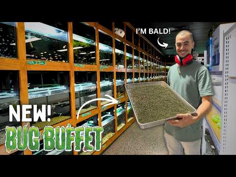 A Quick Update on the Shop, Warehouse & Fish Food Factory