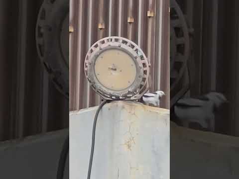 What kind of bird is it?