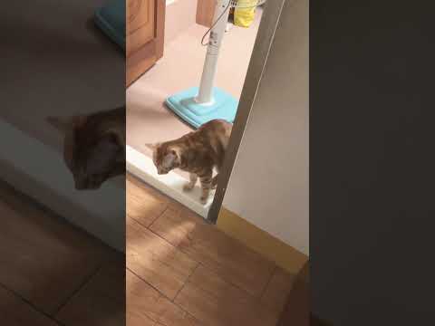 偷偷摸摸進房間的熊熊 #cat #貓咪日常 #cute #cutecat