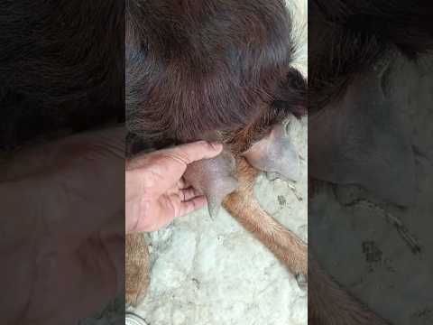 Teat closed due to fistula in teat of goat बकरी का थन हुआ बंद