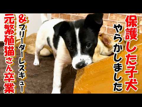 【子犬　保護　元繁殖猫】保護した子犬がやってくれました＆元繁殖猫さん達卒業