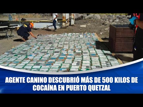 Agente canino descubrió más de 500 kilos de cocaína en Puerto Quetzal