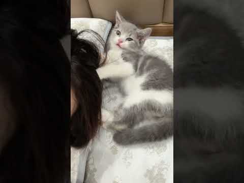 Cat video ! cat voice ! cat sound ! cat meowing #shorts #youtubeshorts #cat #cats #catsound