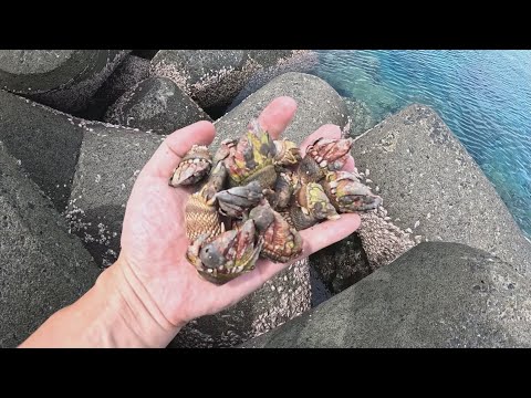 カメノテを獲ってパスタにしたら口内旨み大会