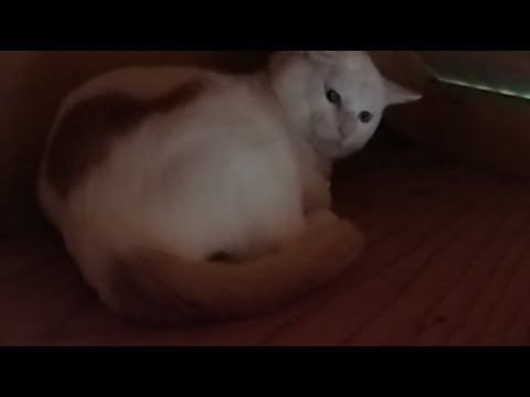 野良猫ライブ配信｜癒しの猫たちの映像を2025年9月7日に配信 サムネイル