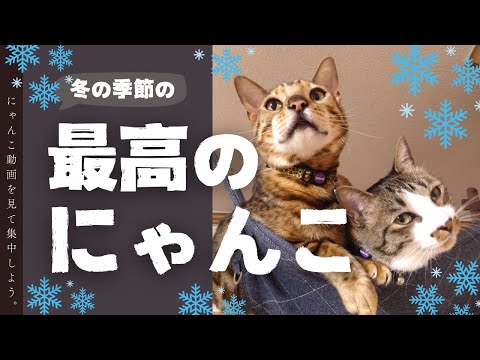 【猫動画】冬の季節の最高のニャンコ〜にゃんともパレード〜#猫動画#猫#414