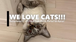 【たぬねこ＃2】尊い！ねこ様達　癒されすぎ注意